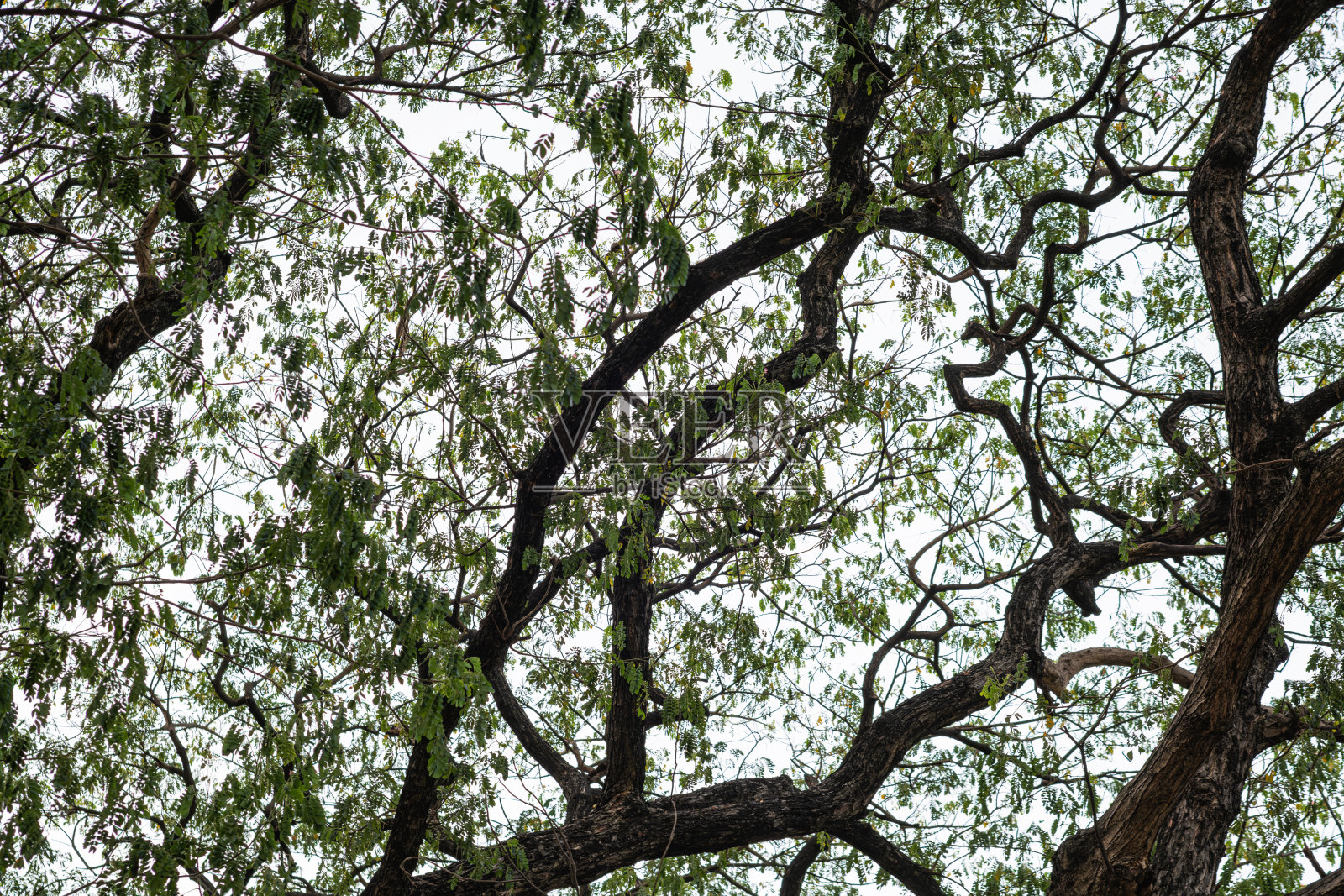 雨林丰富的自然生态系统的概念是关于保护和自然再造林。照片摄影图片