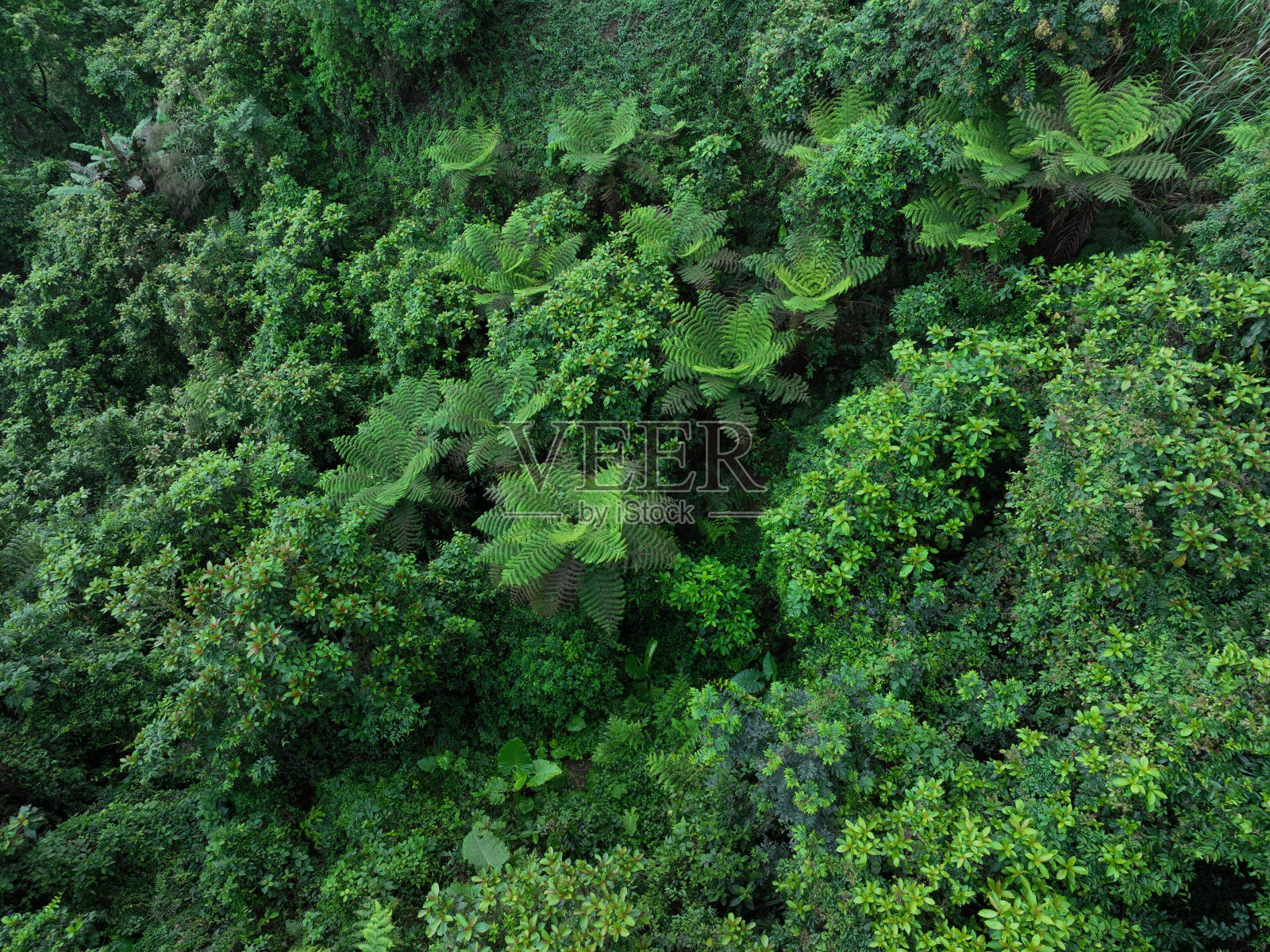 鸟瞰美丽的热带森林山景，春天照片摄影图片