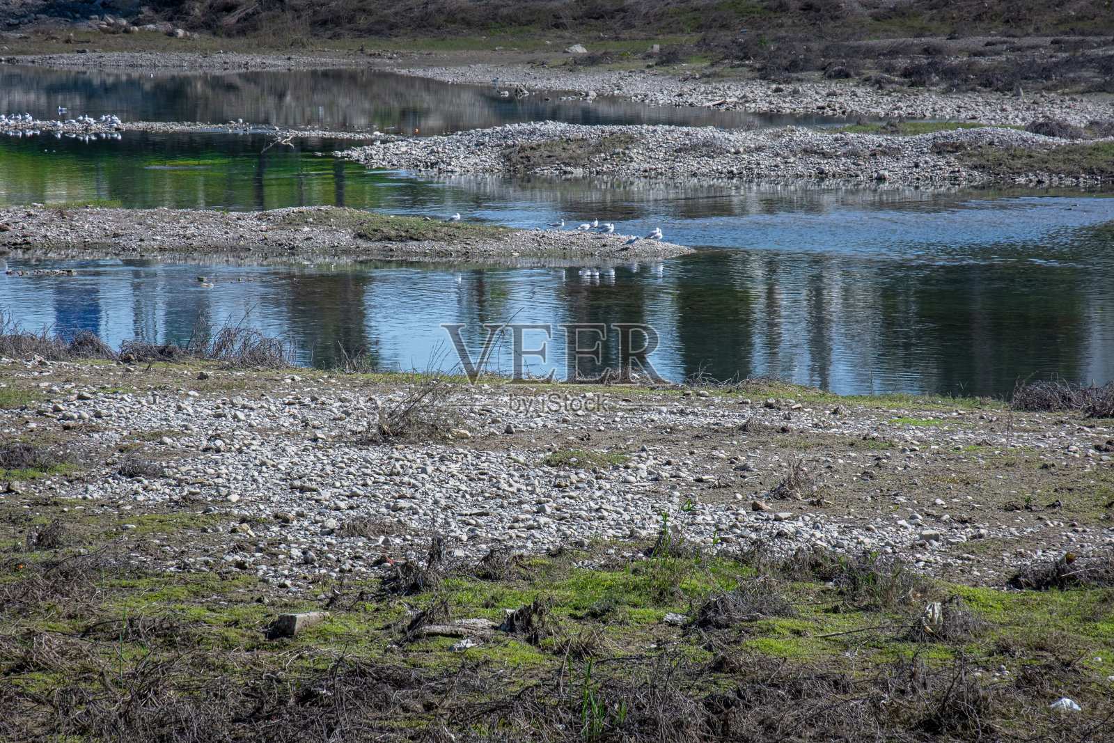 干涸河床上的一滩水。小湖边的海鸥。照片摄影图片