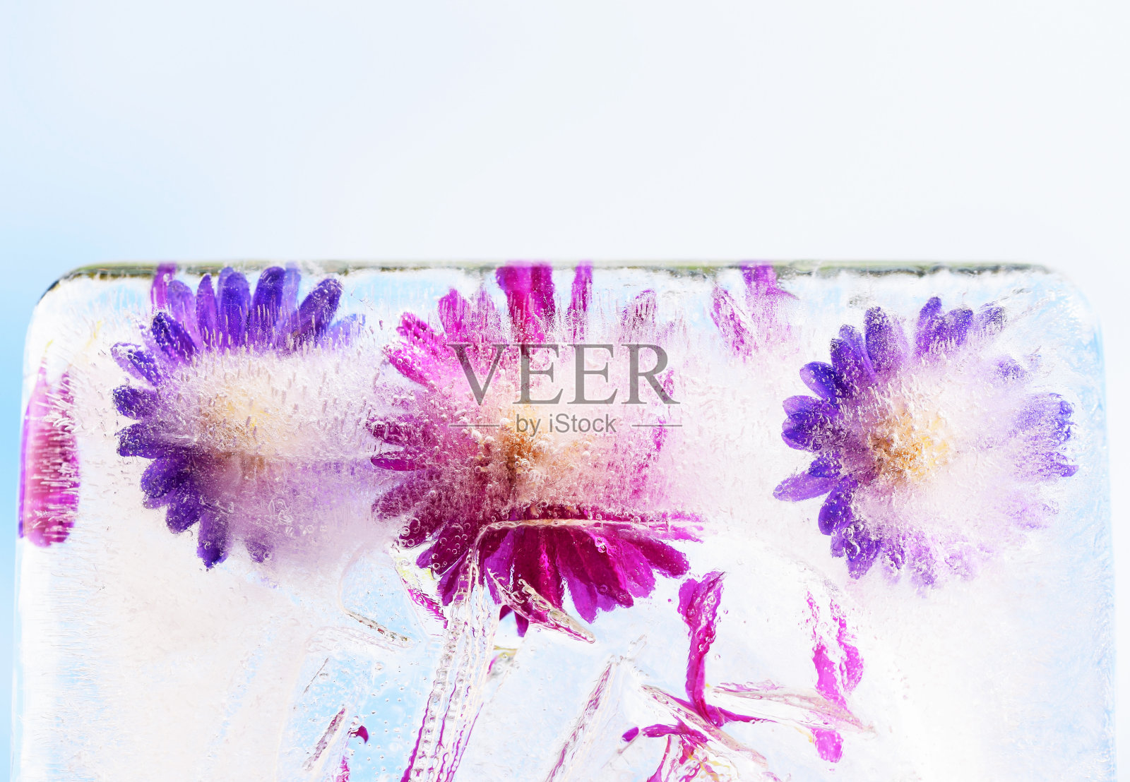 五颜六色的秋紫菀花冻在冰里照片摄影图片