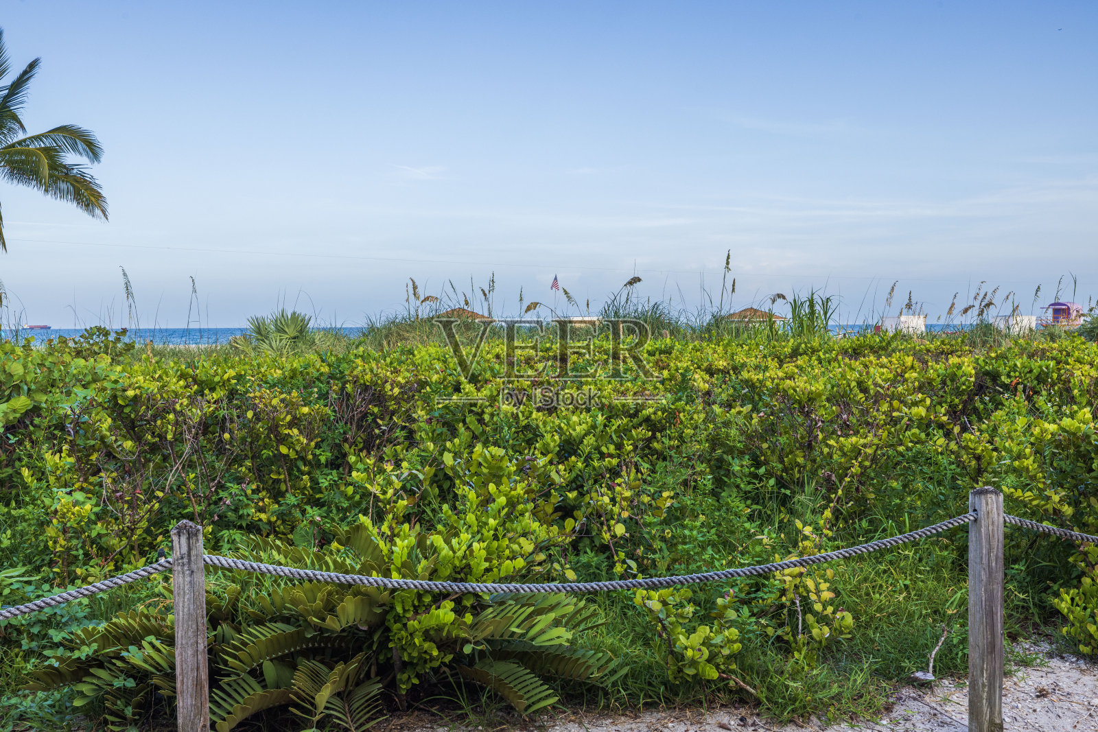 沿着海洋大道，迈阿密海滩的绿色树篱的美丽对比视图，过渡到蓝天。照片摄影图片