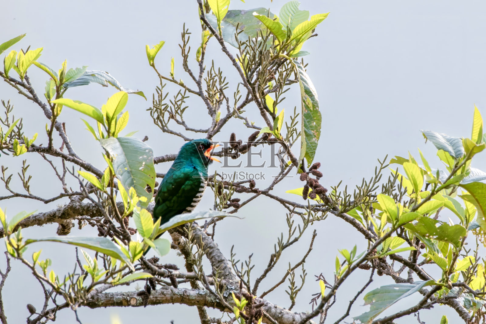 在印度那加兰邦的科诺玛看到的亚洲祖母绿杜鹃或黄尾鸟照片摄影图片