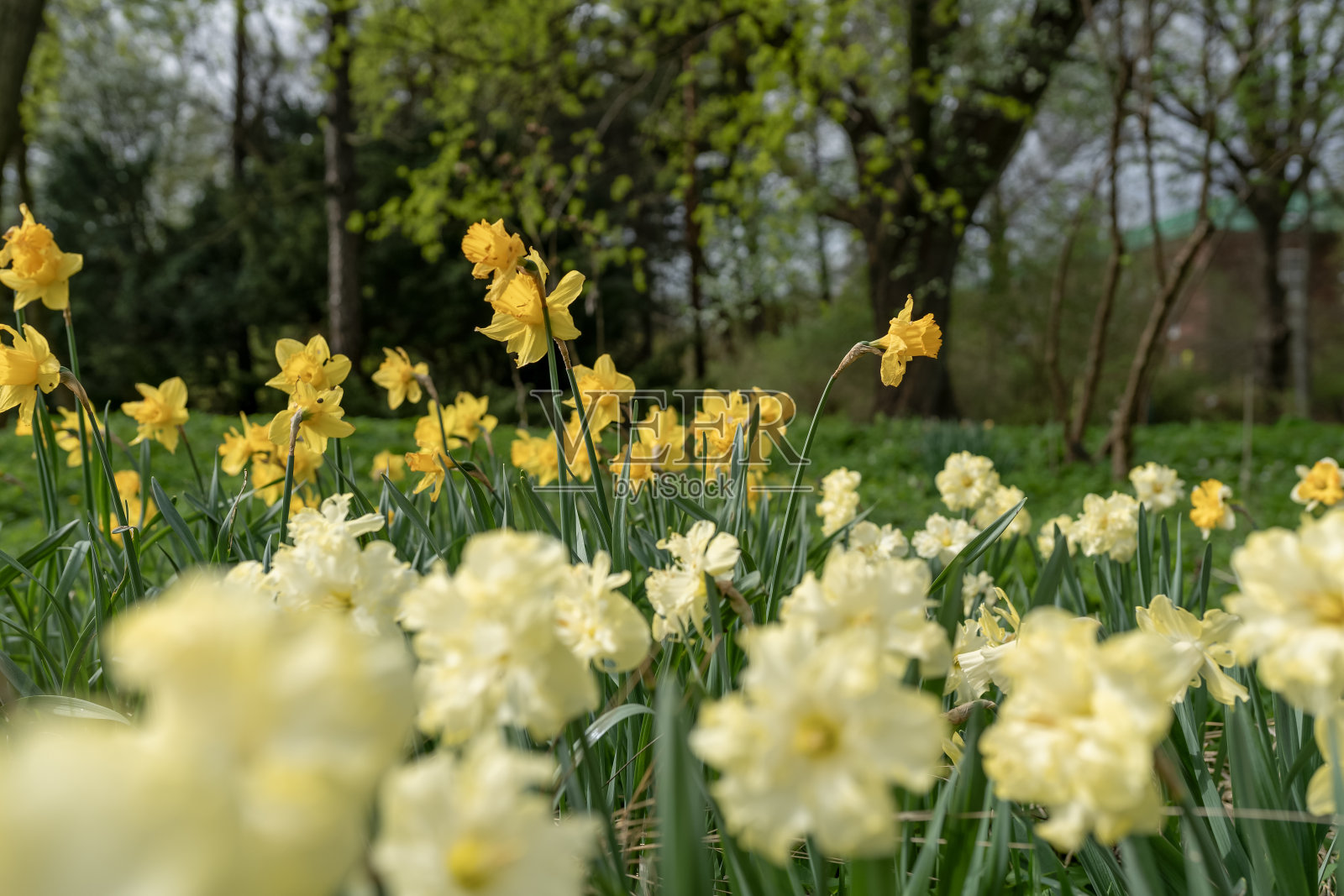 一片水仙花照片摄影图片