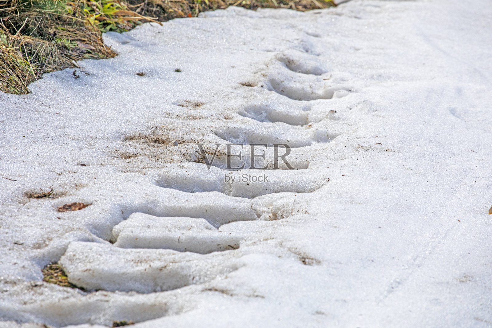 白色湿雪的抽象背景被太阳照亮照片摄影图片