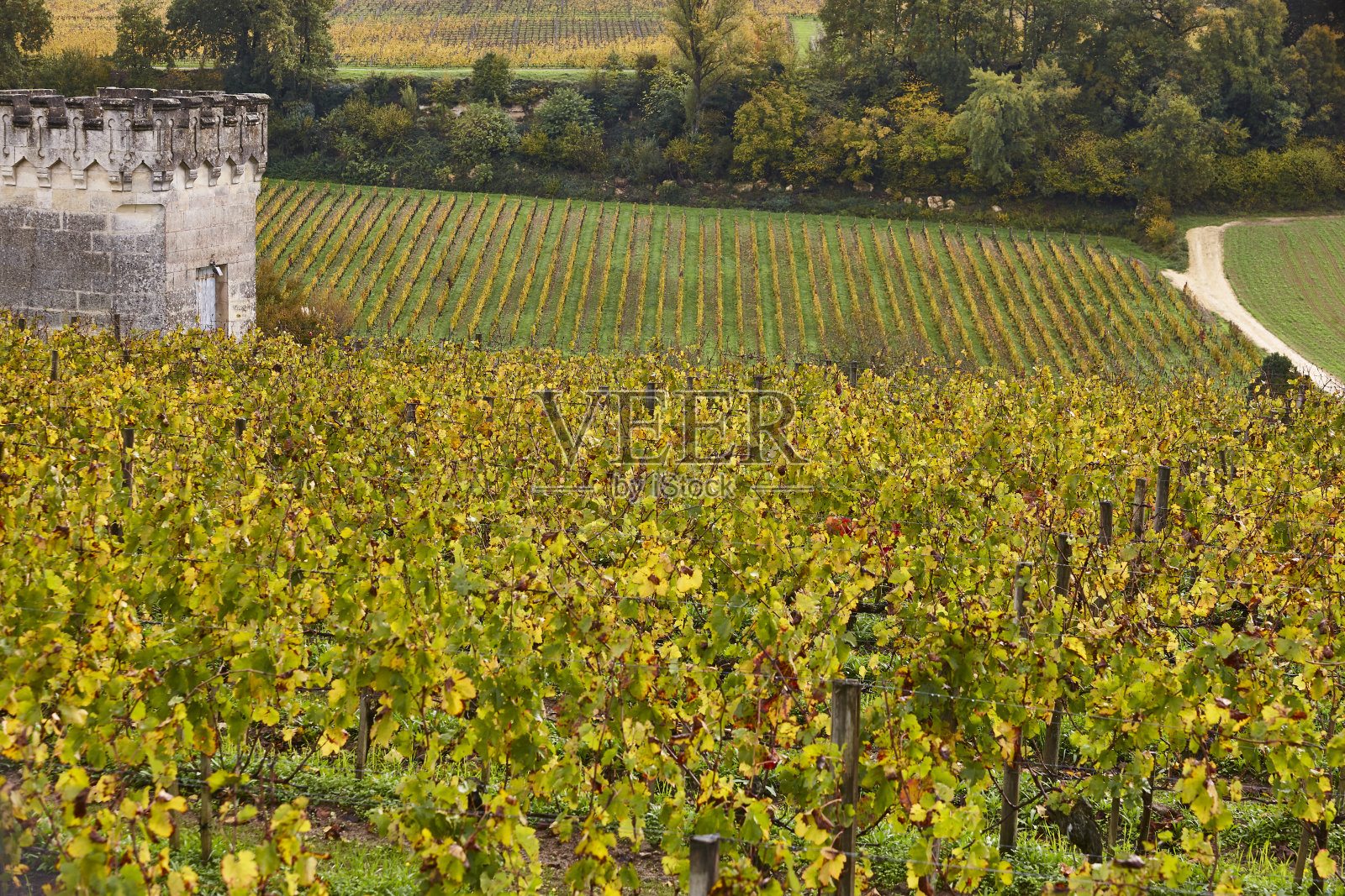 圣埃米利翁的秋季葡萄园。阿基坦的农业。法国照片摄影图片