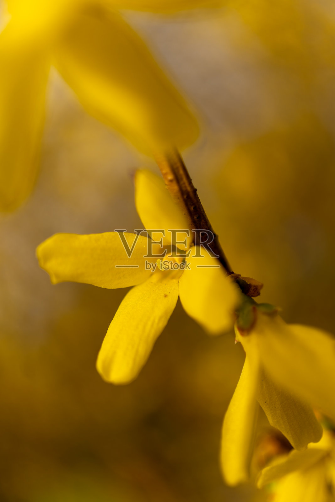 木本植物上长着绿叶的细枝特写照片摄影图片