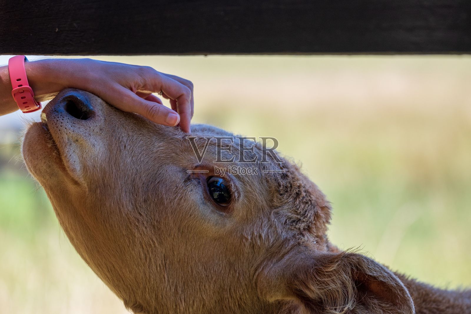 一名男子温柔地抚摸着一头小牛的额头，以示爱意照片摄影图片