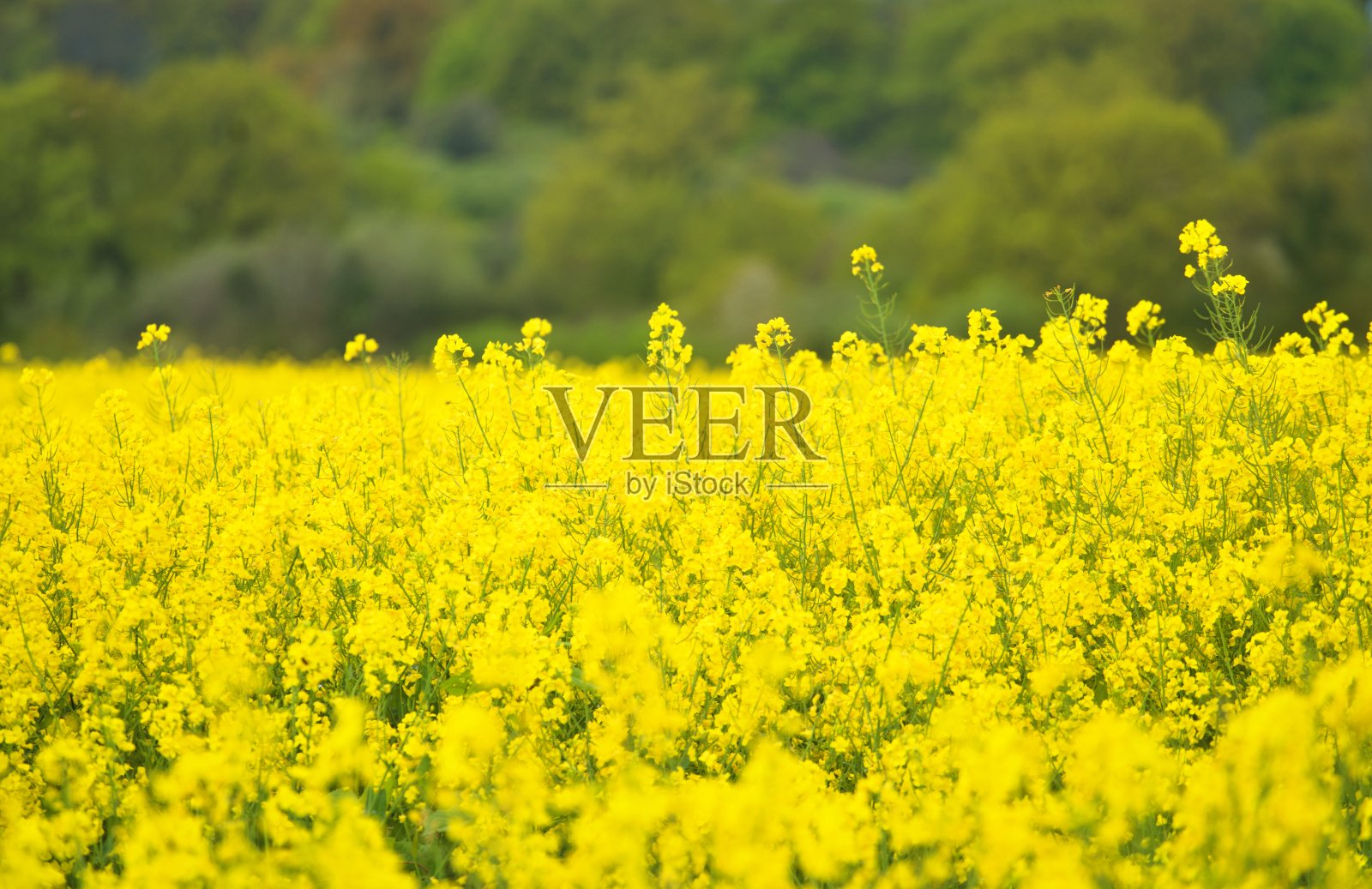 菜籽油农业领域法国照片摄影图片