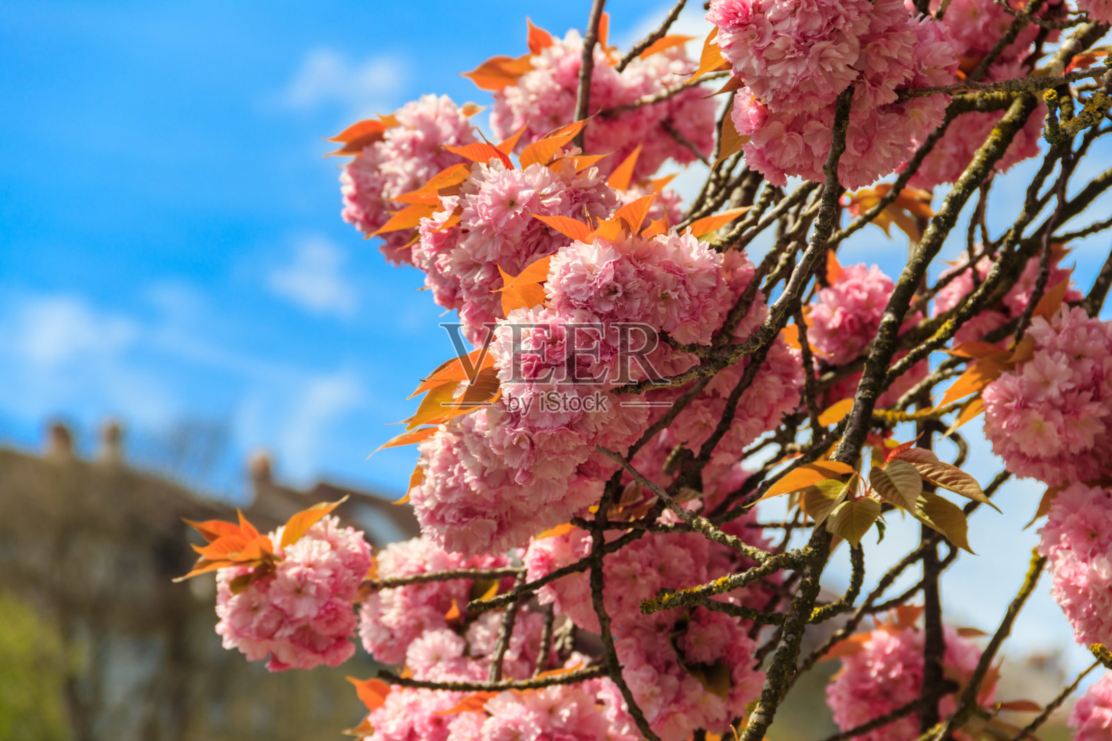 春天，花园里盛开着粉红色的樱花照片摄影图片