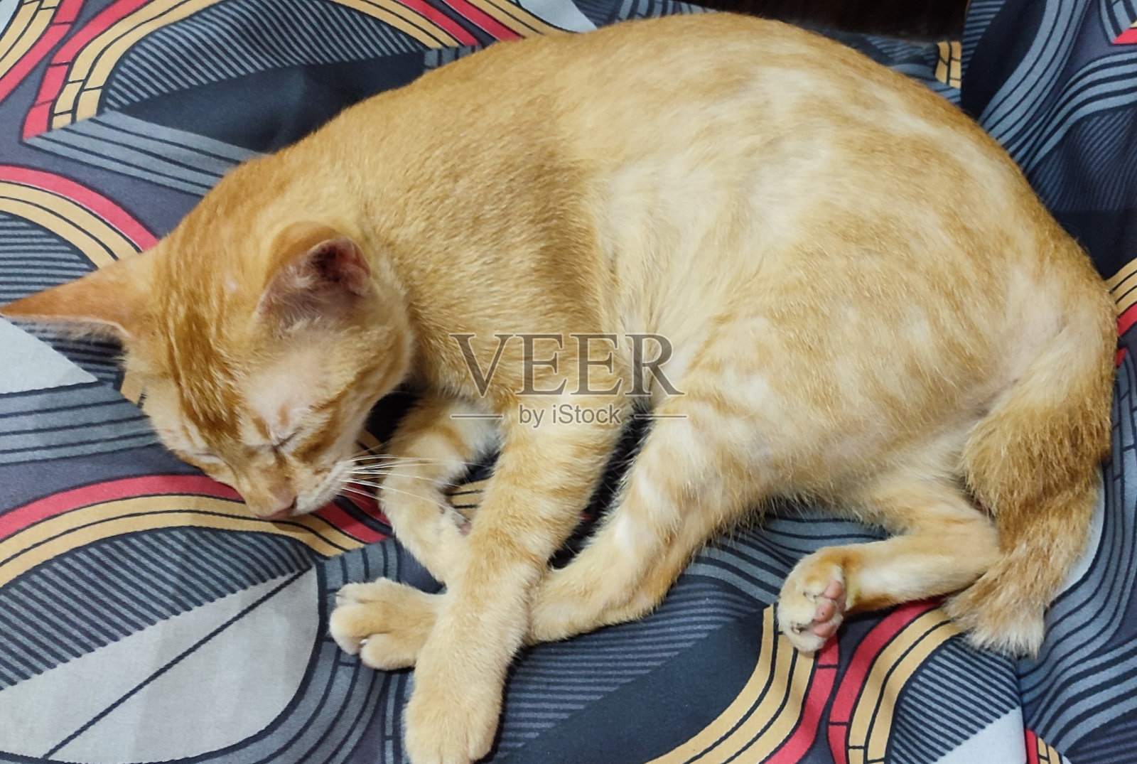 沙发上一只熟睡的姜黄色猫照片摄影图片