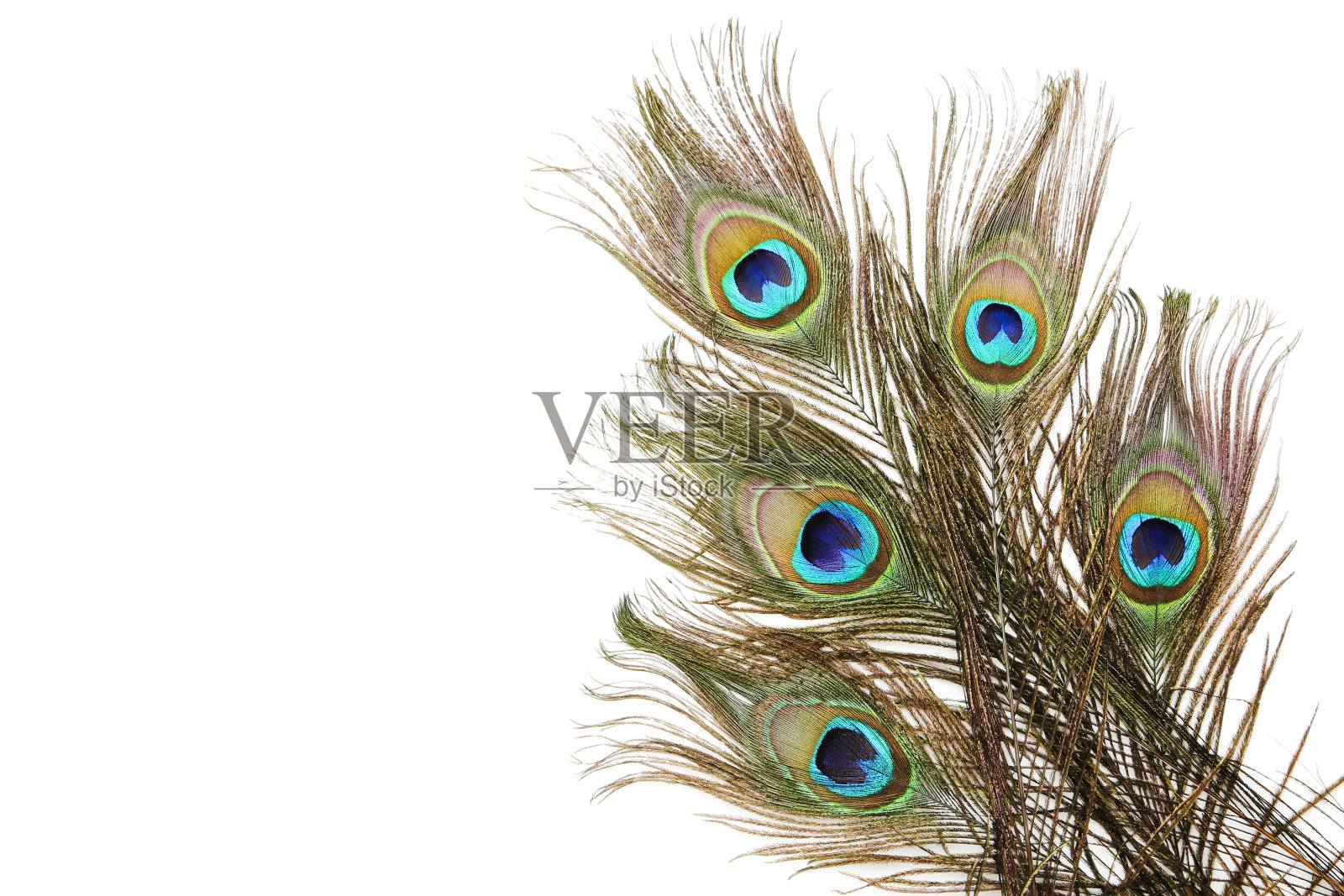 白色背景上孤立的孔雀羽毛照片摄影图片
