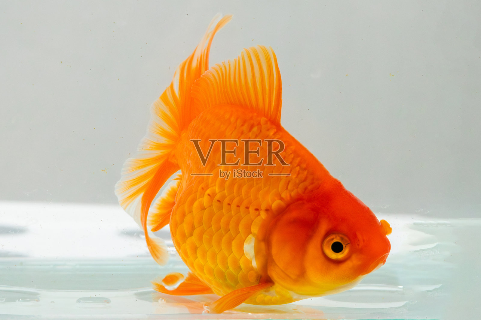 水族鱼缸里的金鱼近照照片摄影图片