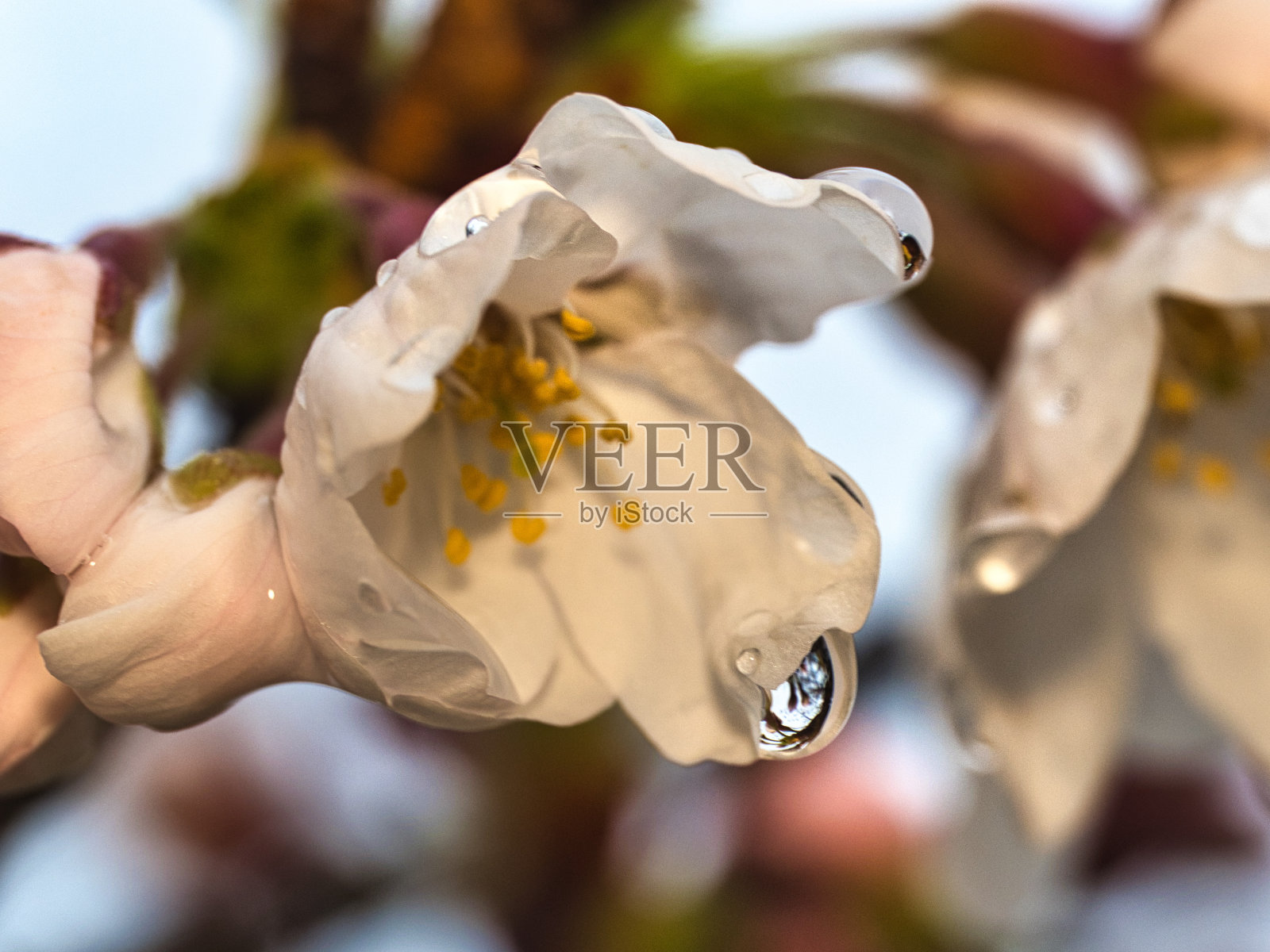 雨中的樱花特写照片摄影图片