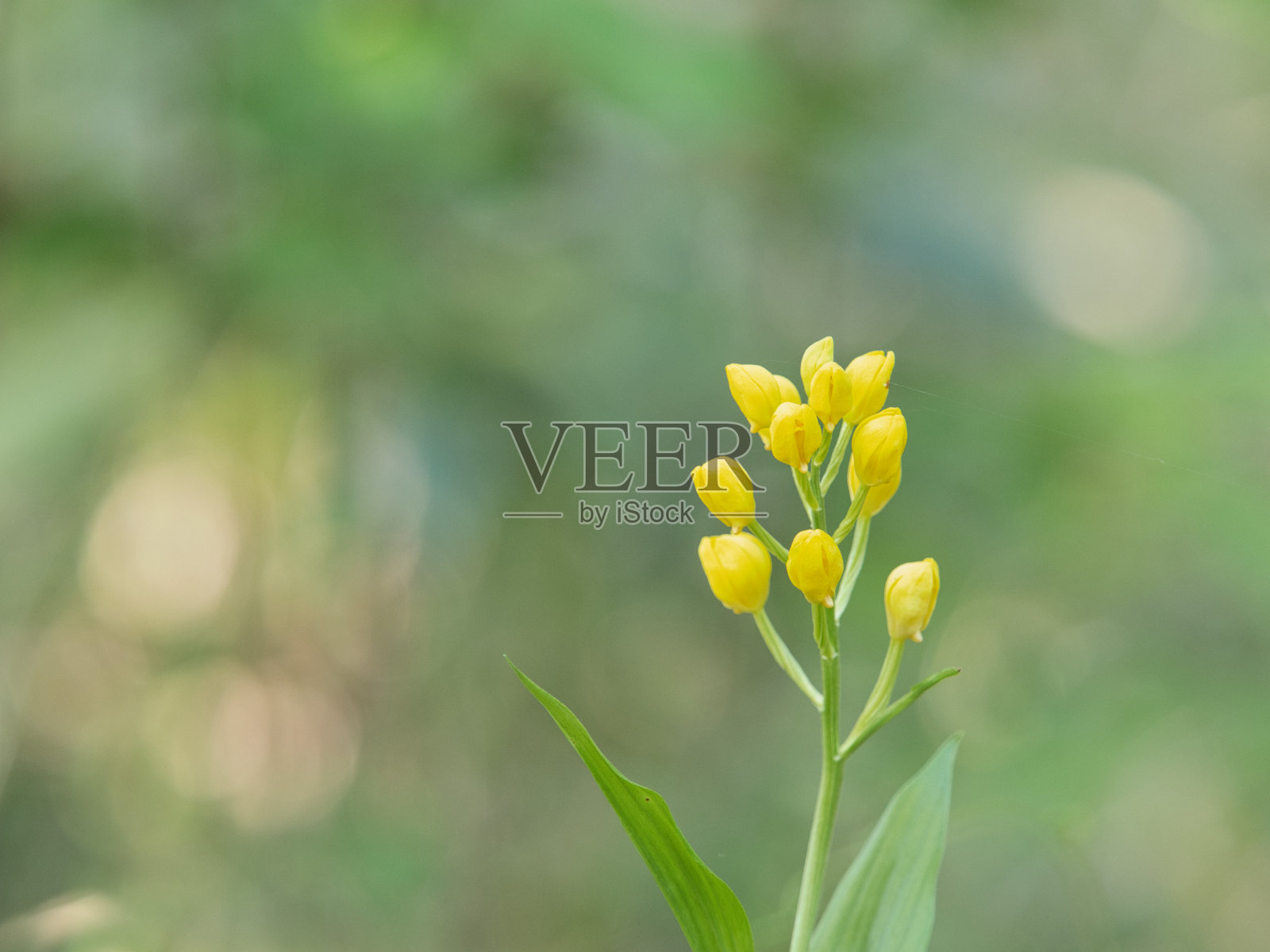 金兰花的特写照片摄影图片