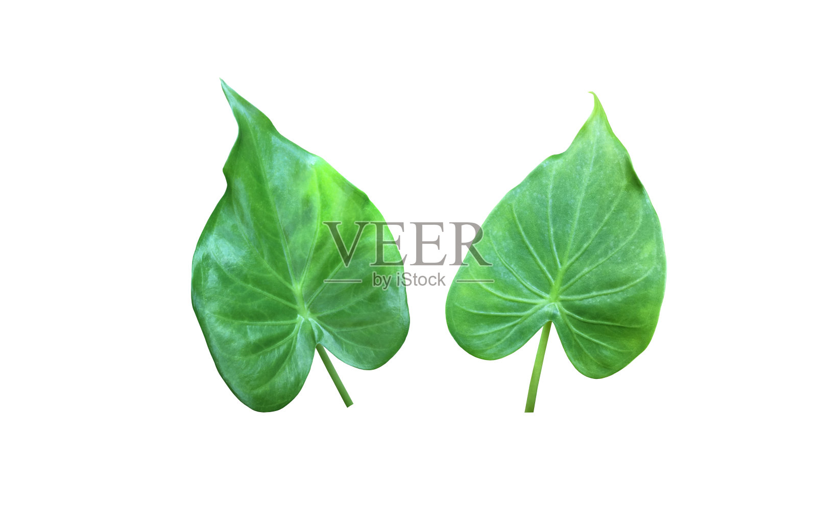 白玉莲叶照片摄影图片