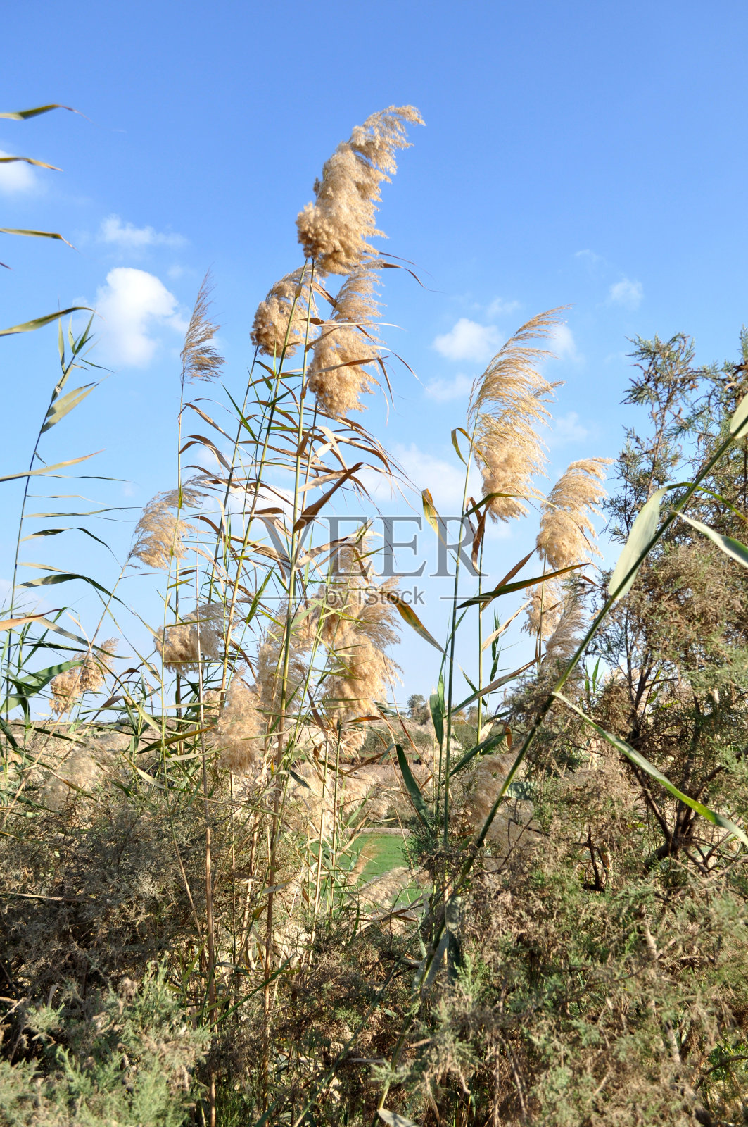 埃及法尤姆乡村的麦田照片摄影图片