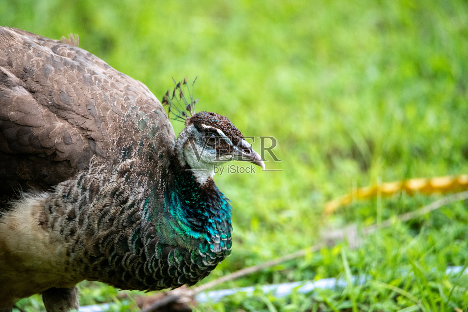一只孔雀在公园里寻找食物照片摄影图片