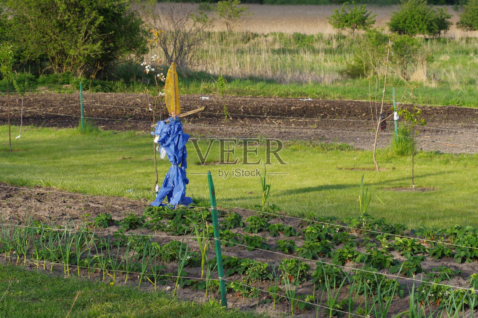 稻草人，在花园里吓鸟。照片摄影图片