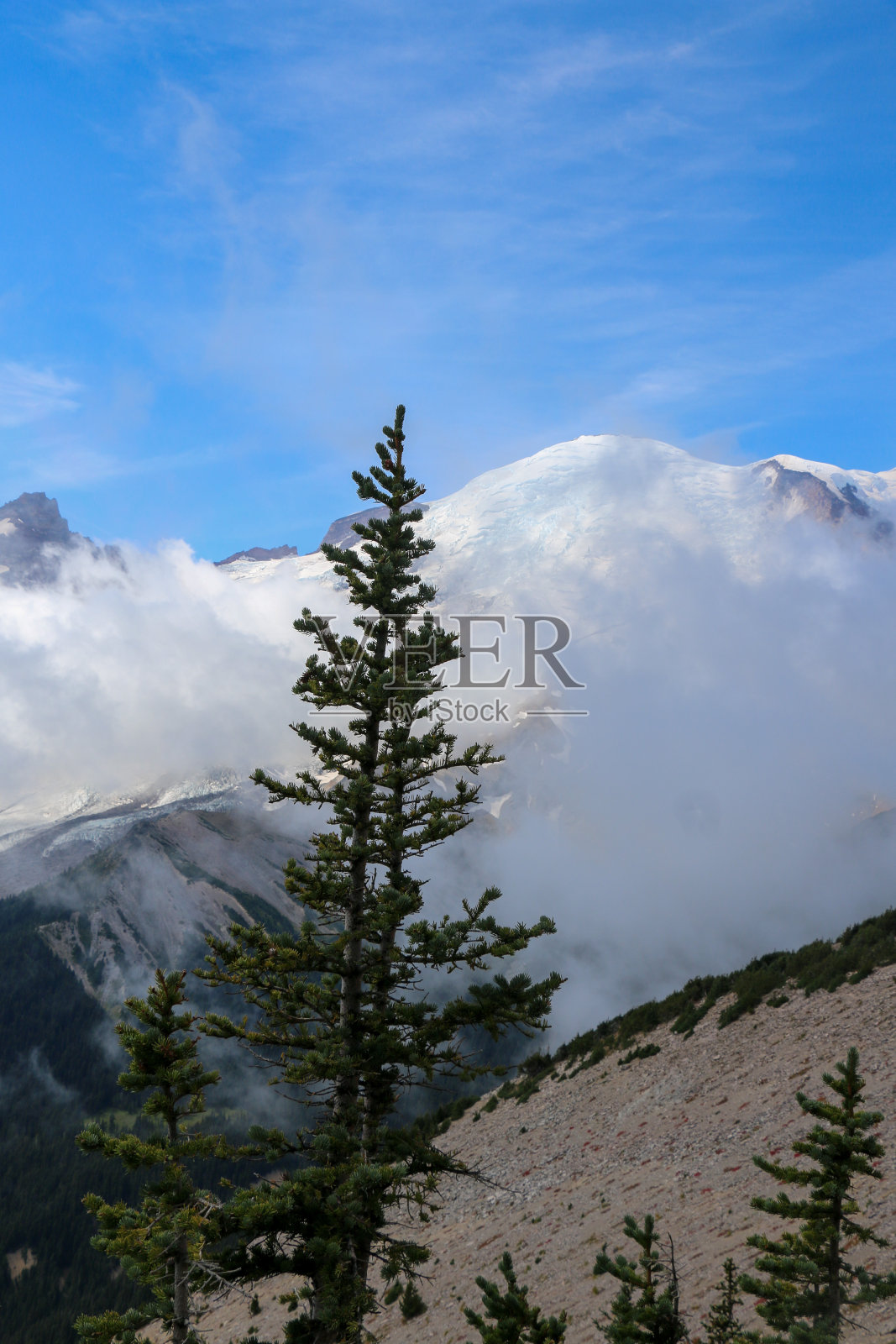 雷尼尔山穿过树林照片摄影图片