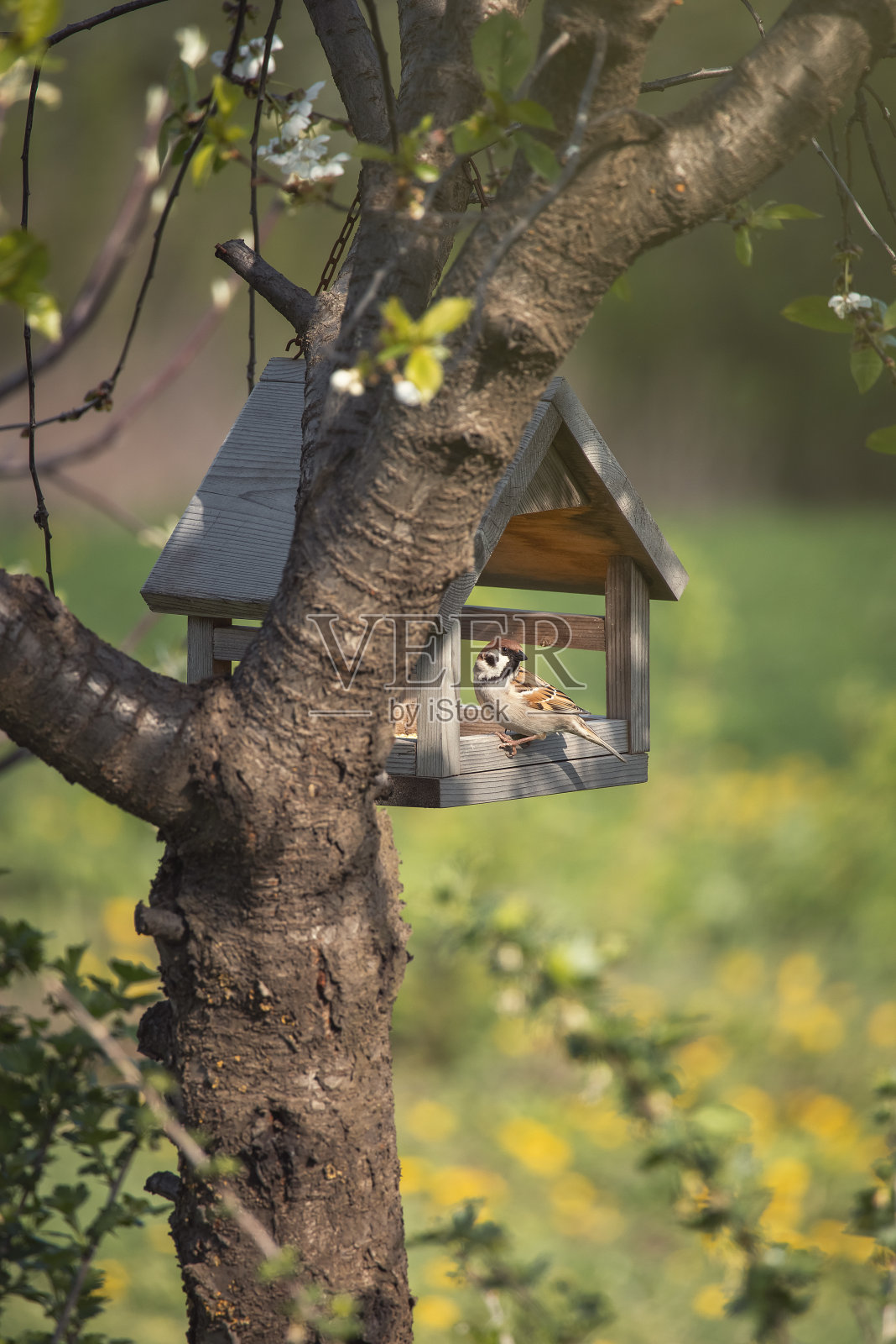 鸟类。照片摄影图片
