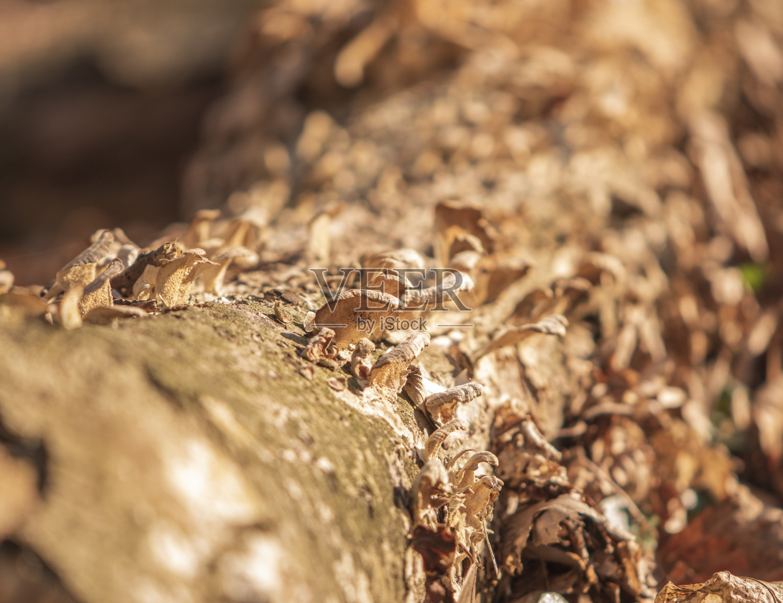 树干照片摄影图片