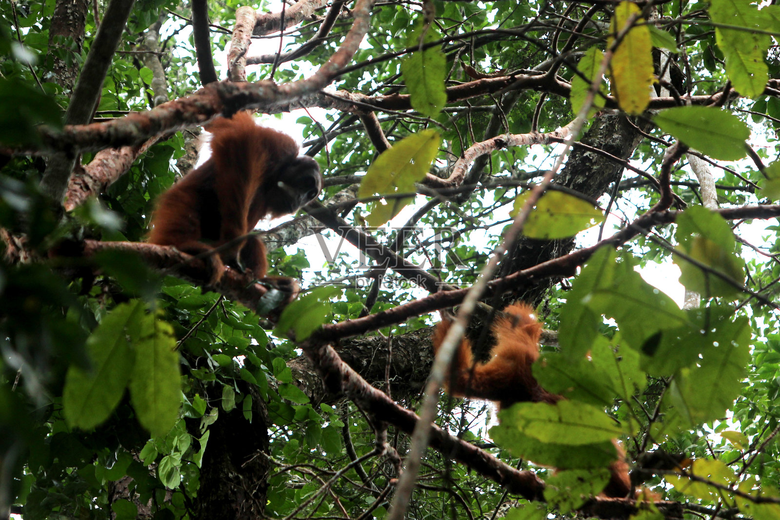 苏门答腊猩猩照片摄影图片