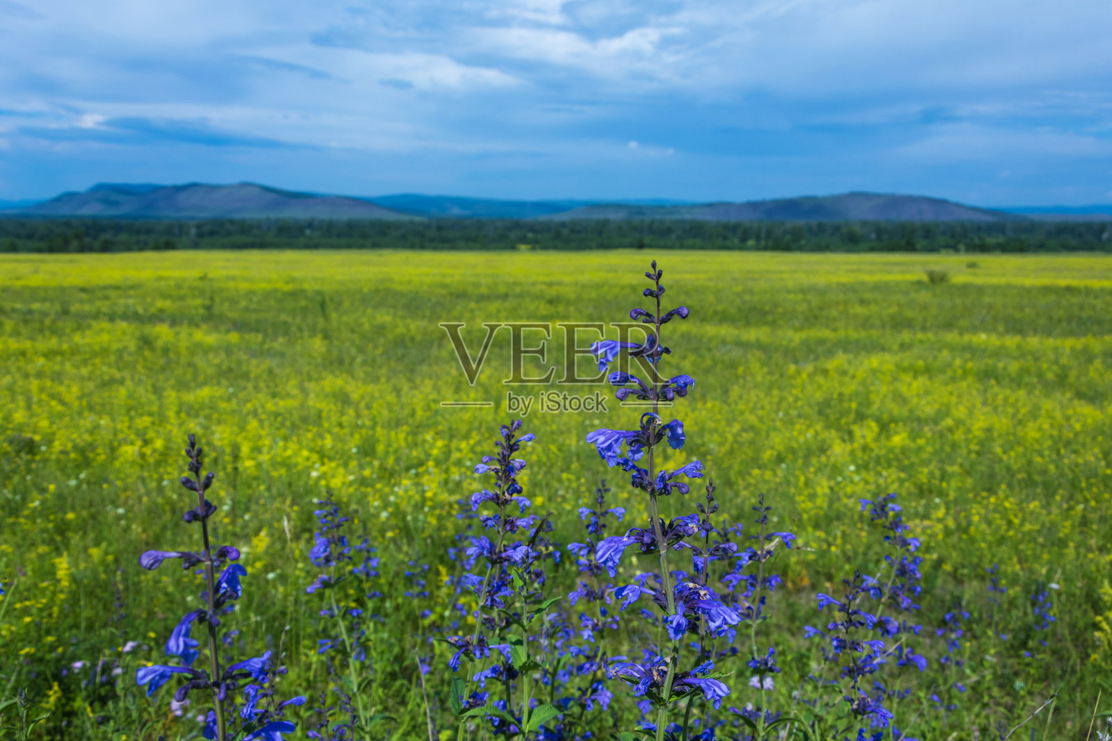 自然背景。明亮的蓝色花朵映衬着一片黄花绿山的田野。照片摄影图片