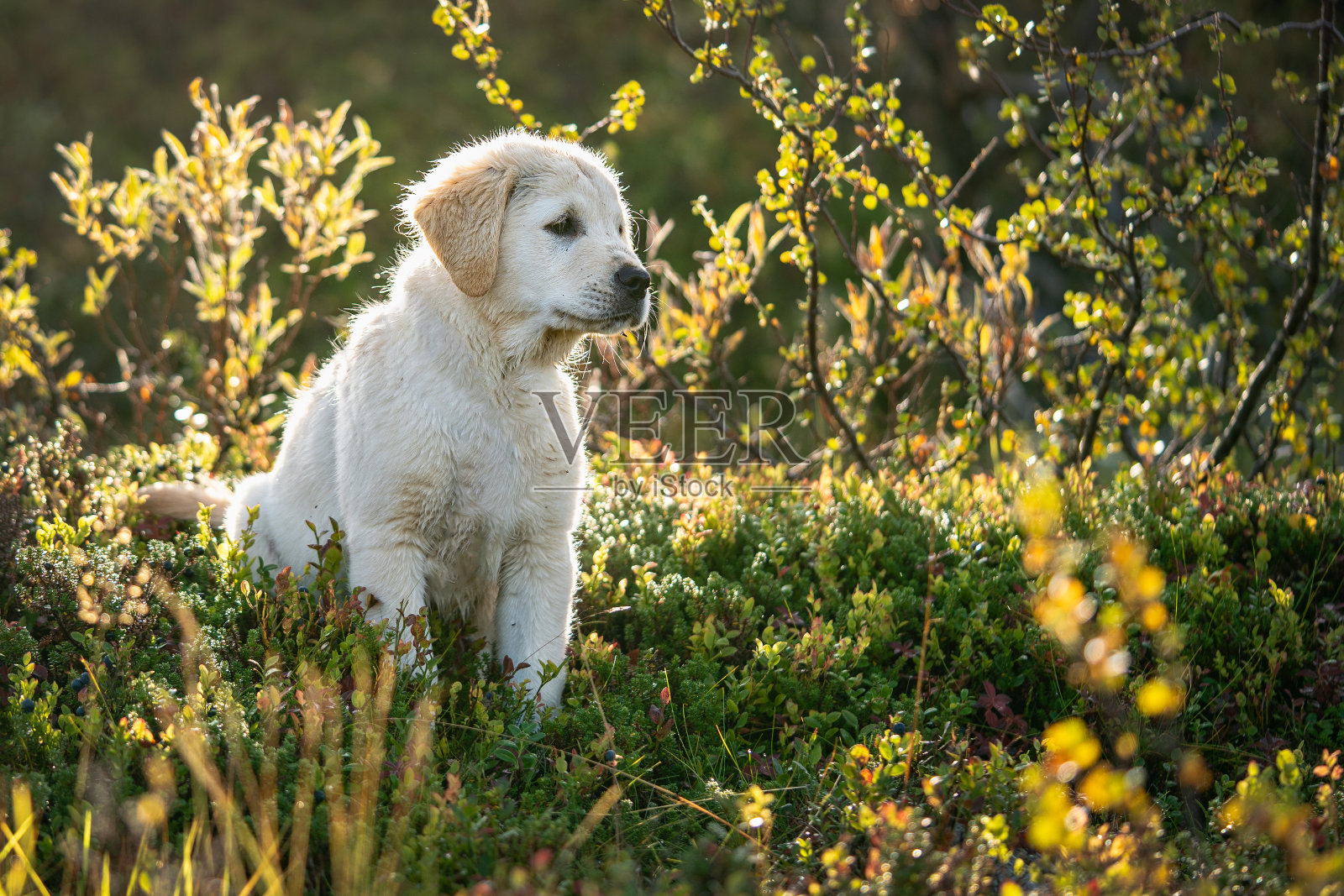 一只在大自然中的金毛猎犬照片摄影图片