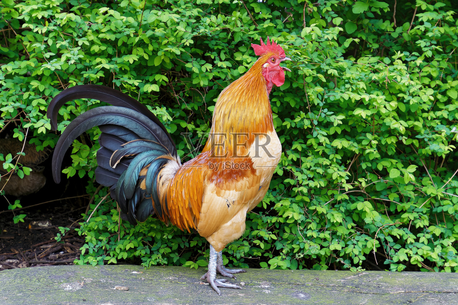 一只公鸡从灌木丛中走出来，在整个地区啼叫。照片摄影图片