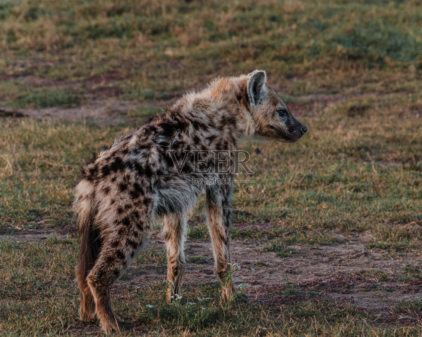 黄昏时分马赛马拉平原上警觉的鬣狗照片摄影图片
