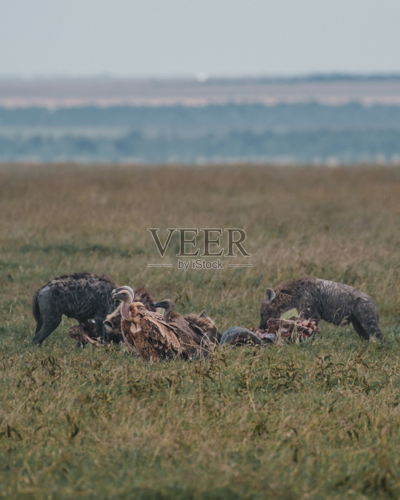 在马赛马拉，鬣狗和秃鹫分享尸体照片摄影图片