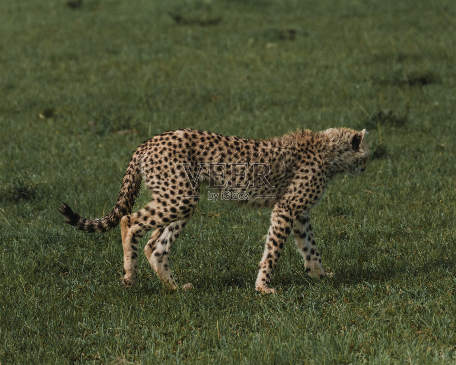 专注的猎豹在肯尼亚大草原上跟踪照片摄影图片