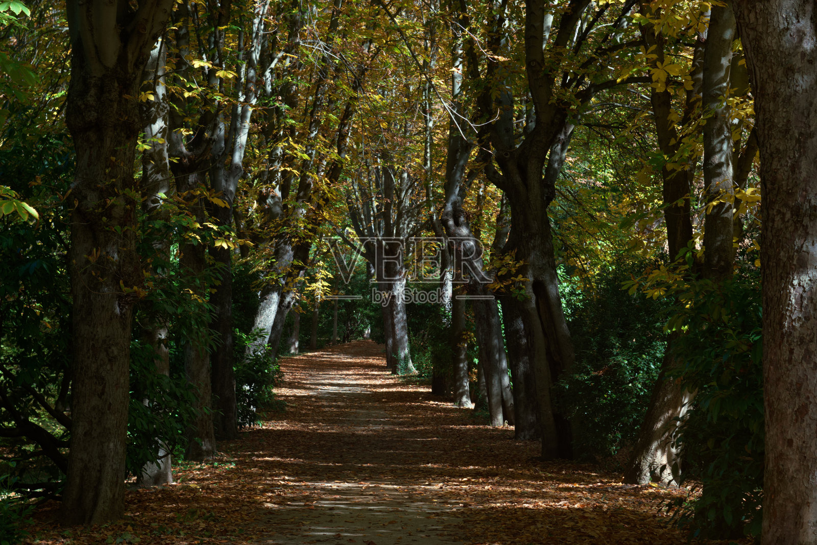 秋天，植物，植物学，户外，自然，公园，树叶，植物，颜色，图案，照片摄影图片