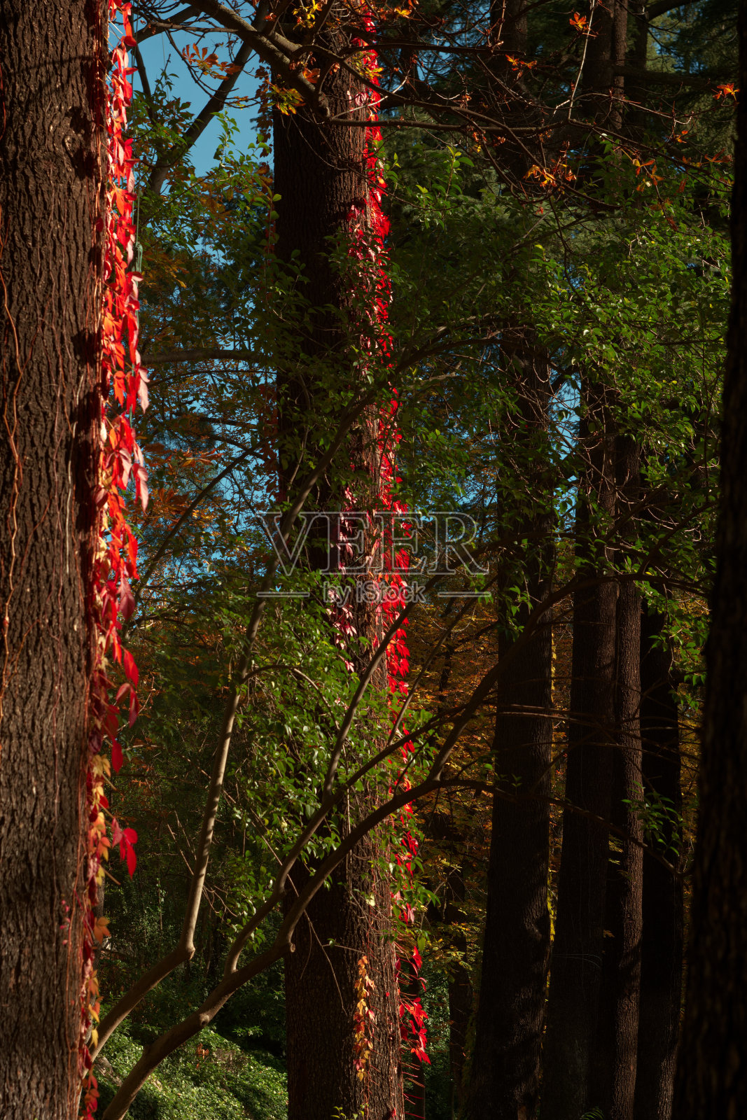 秋天，植物，植物学，户外，自然，公园，树叶，植物，颜色，图案，照片摄影图片