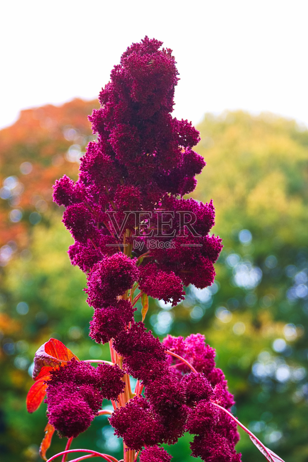 秋天，植物，植物学，户外，自然，公园，树叶，植物，颜色，图案，照片摄影图片