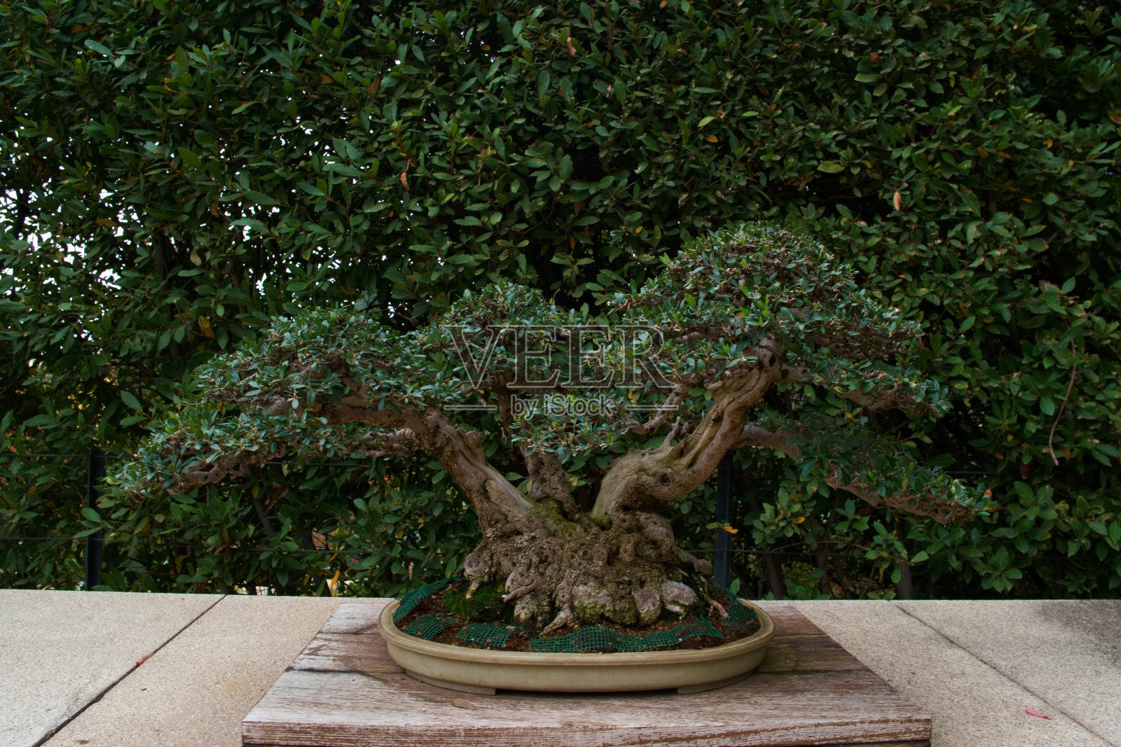 秋天，植物，植物学，户外，自然，公园，树叶，植物，颜色，图案，照片摄影图片