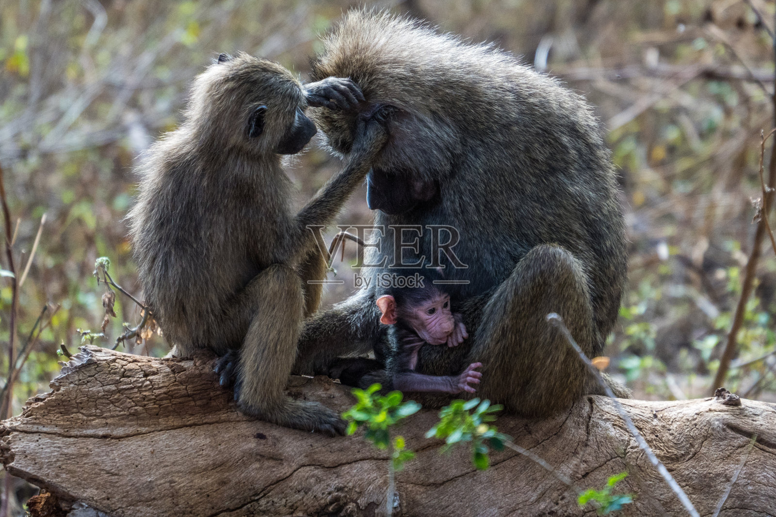 坦桑尼亚曼雅拉湖国家公园里的狒狒照片摄影图片