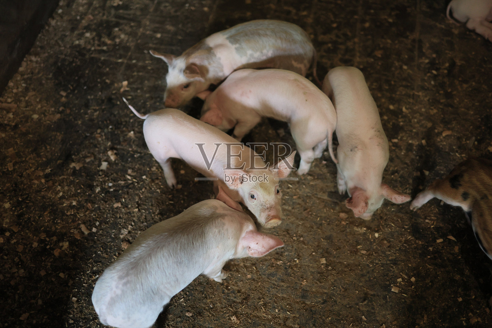 一群猪挤在泥地上照片摄影图片