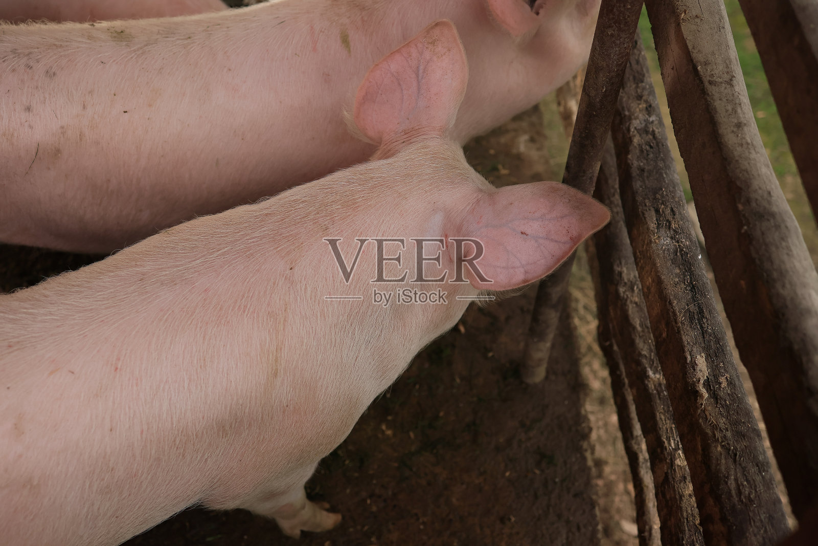 一只猪正竖起耳朵看着镜头照片摄影图片