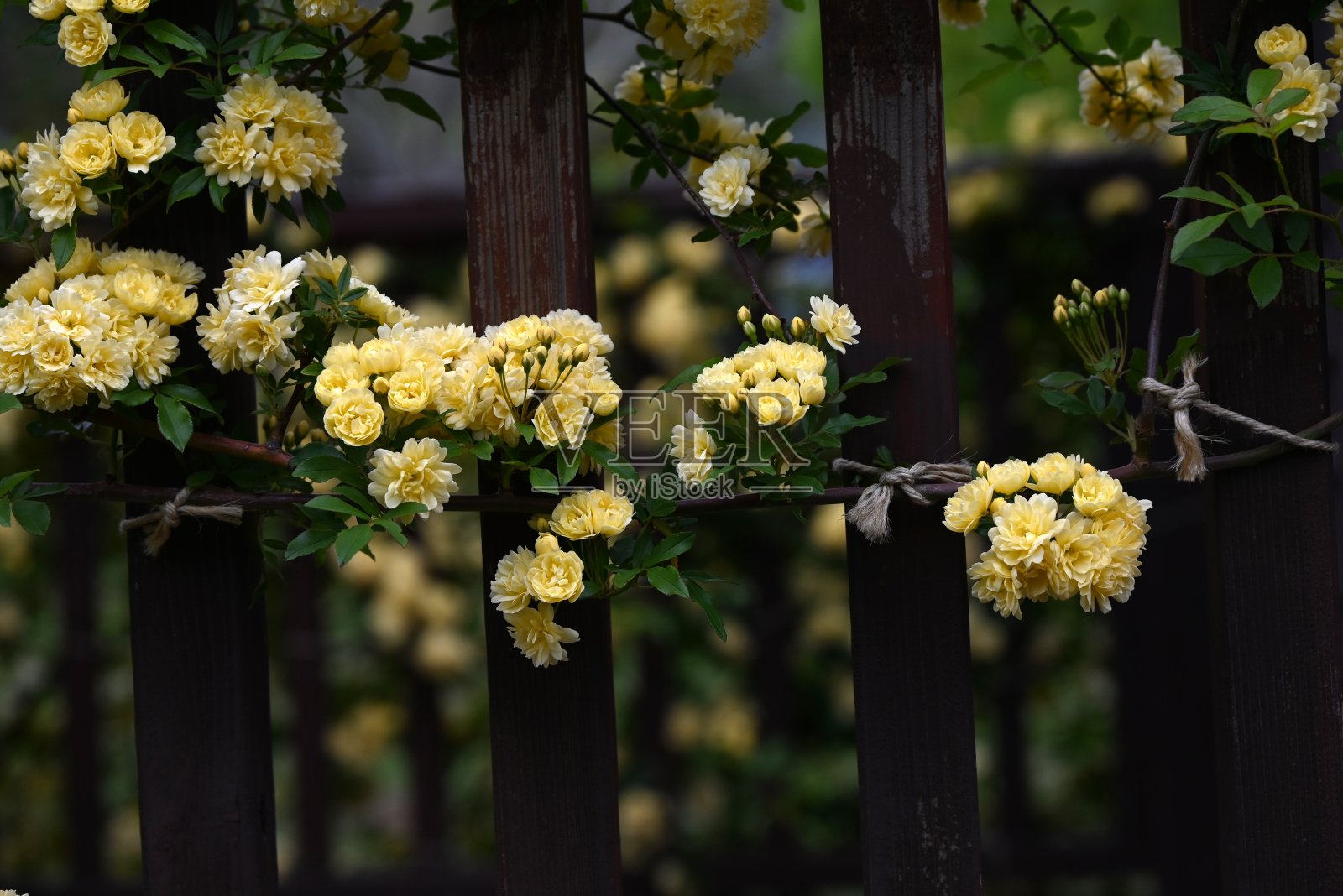 月季花在公园里盛开。照片摄影图片