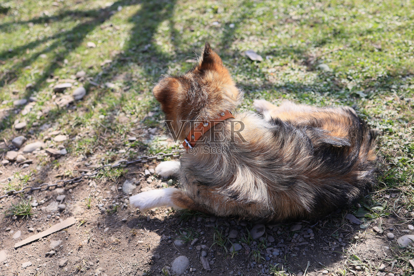 一只猫躺在地上，脖子上套着棕色的项圈照片摄影图片