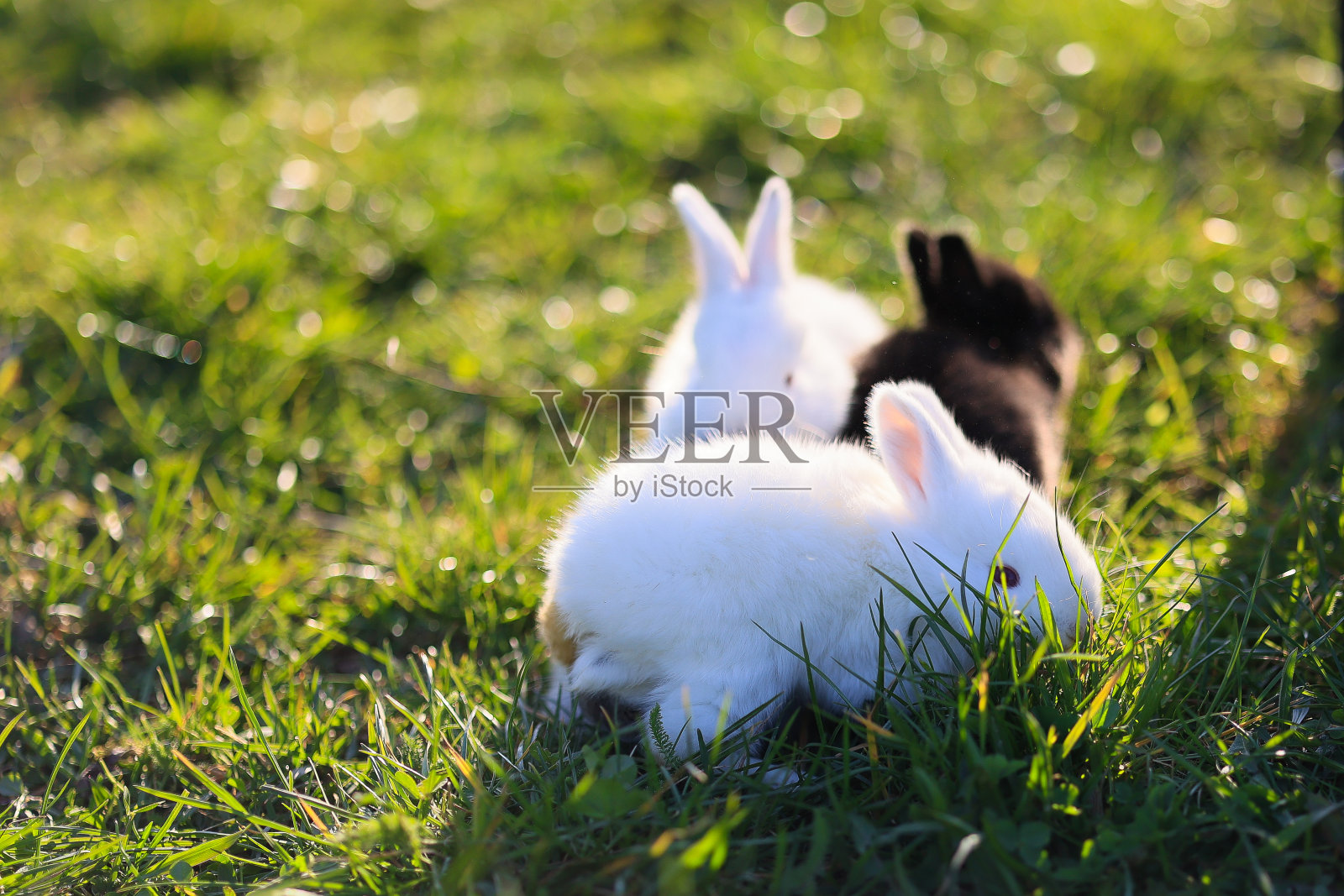 三只小兔子躺在草地上照片摄影图片