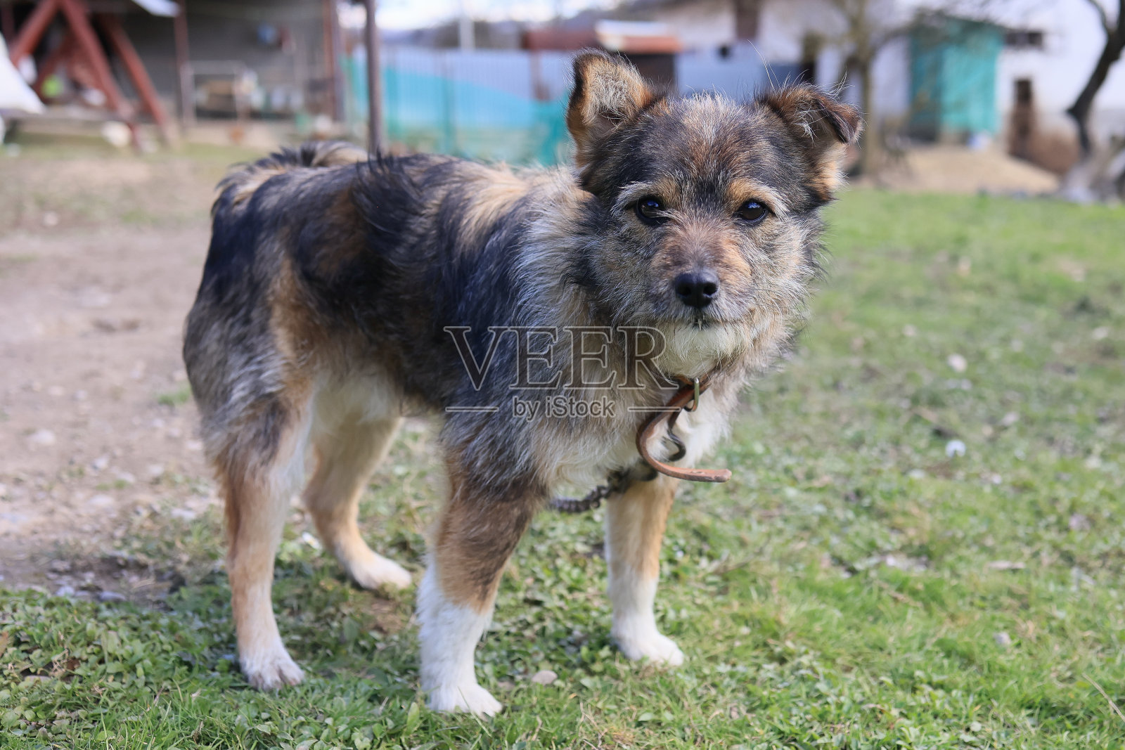 一只穿着棕黑相间皮毛的狗站在草地上照片摄影图片