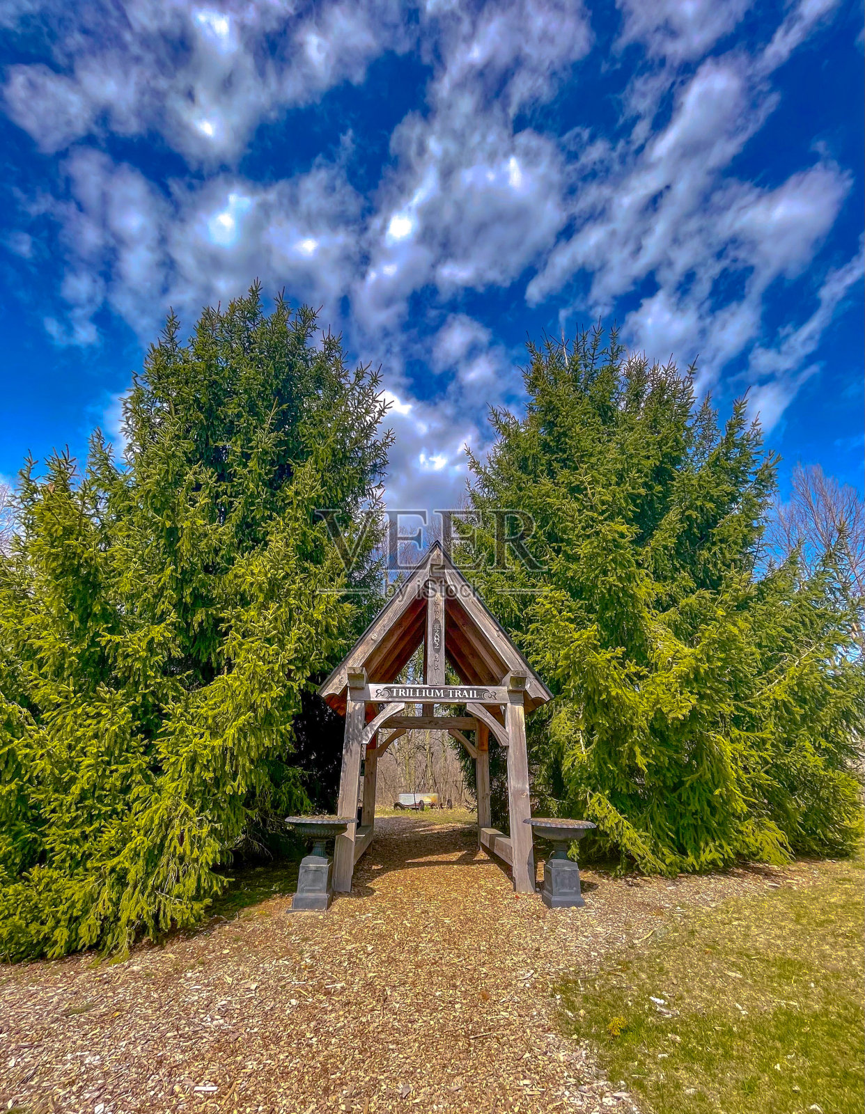 在树林里散步照片摄影图片