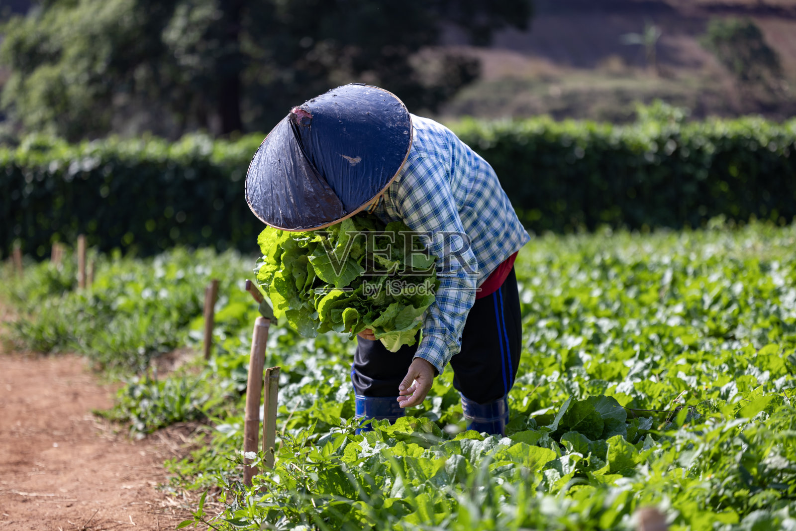 亚洲农民正在从蔬菜有机农场为当地园丁和自产农产品新鲜收获健康沙拉生菜照片摄影图片