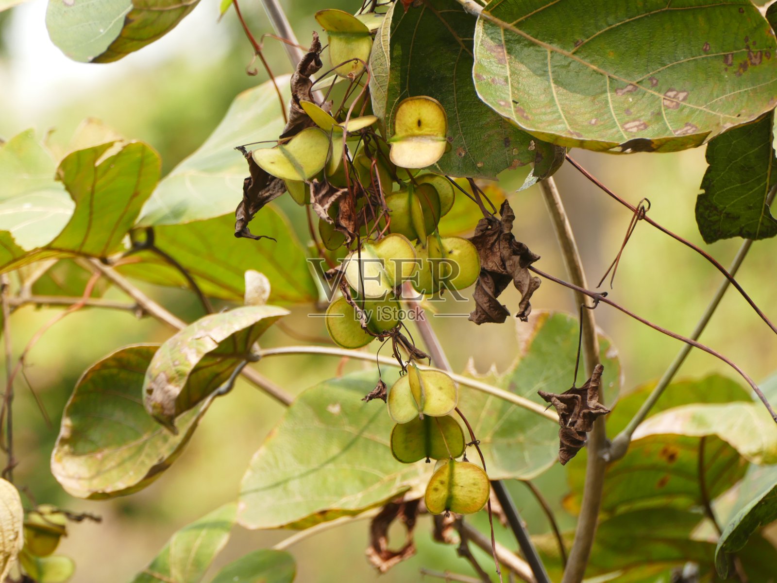西孟加拉邦米德纳波尔森林中的一棵树特写。照片摄影图片