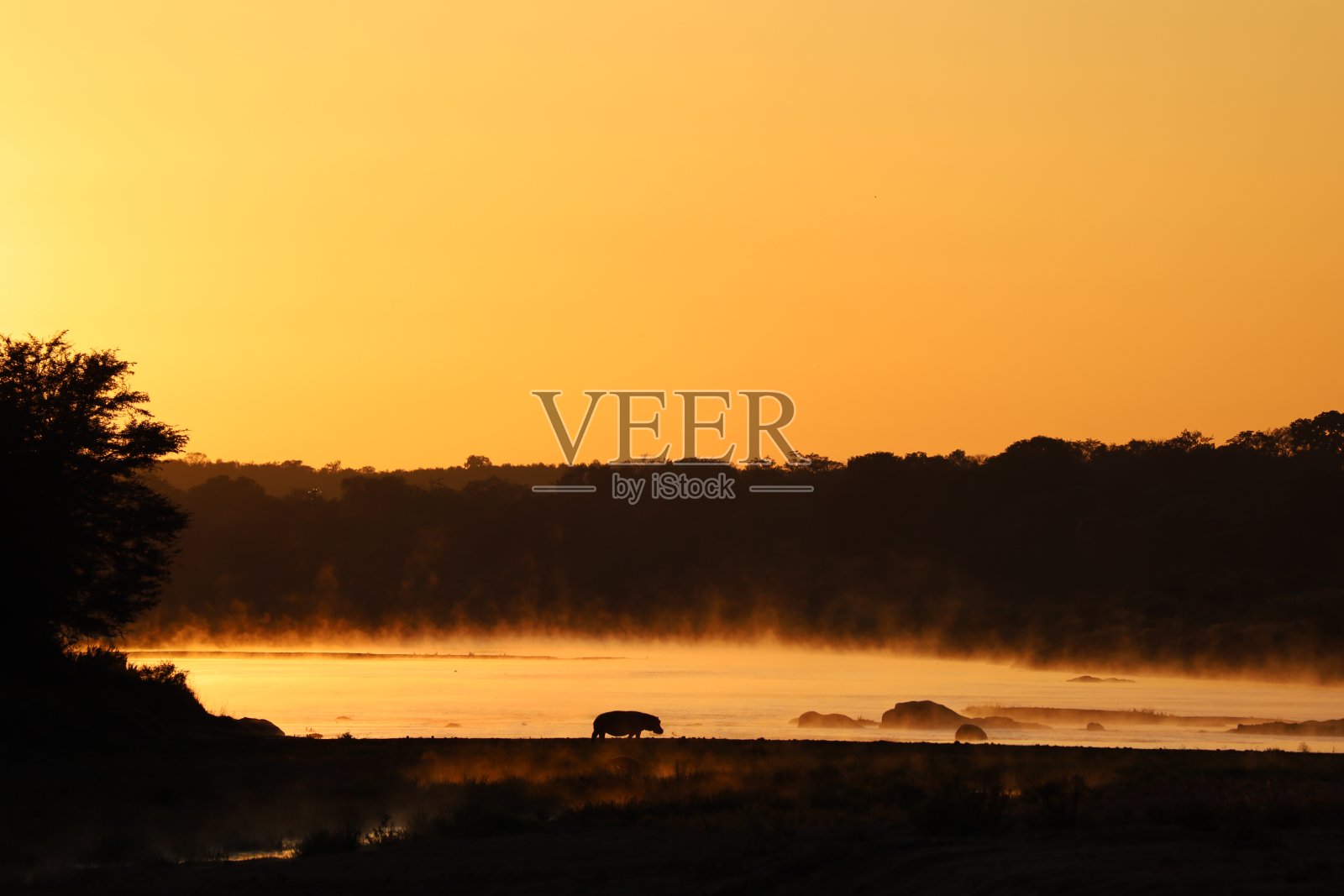 河马照片摄影图片