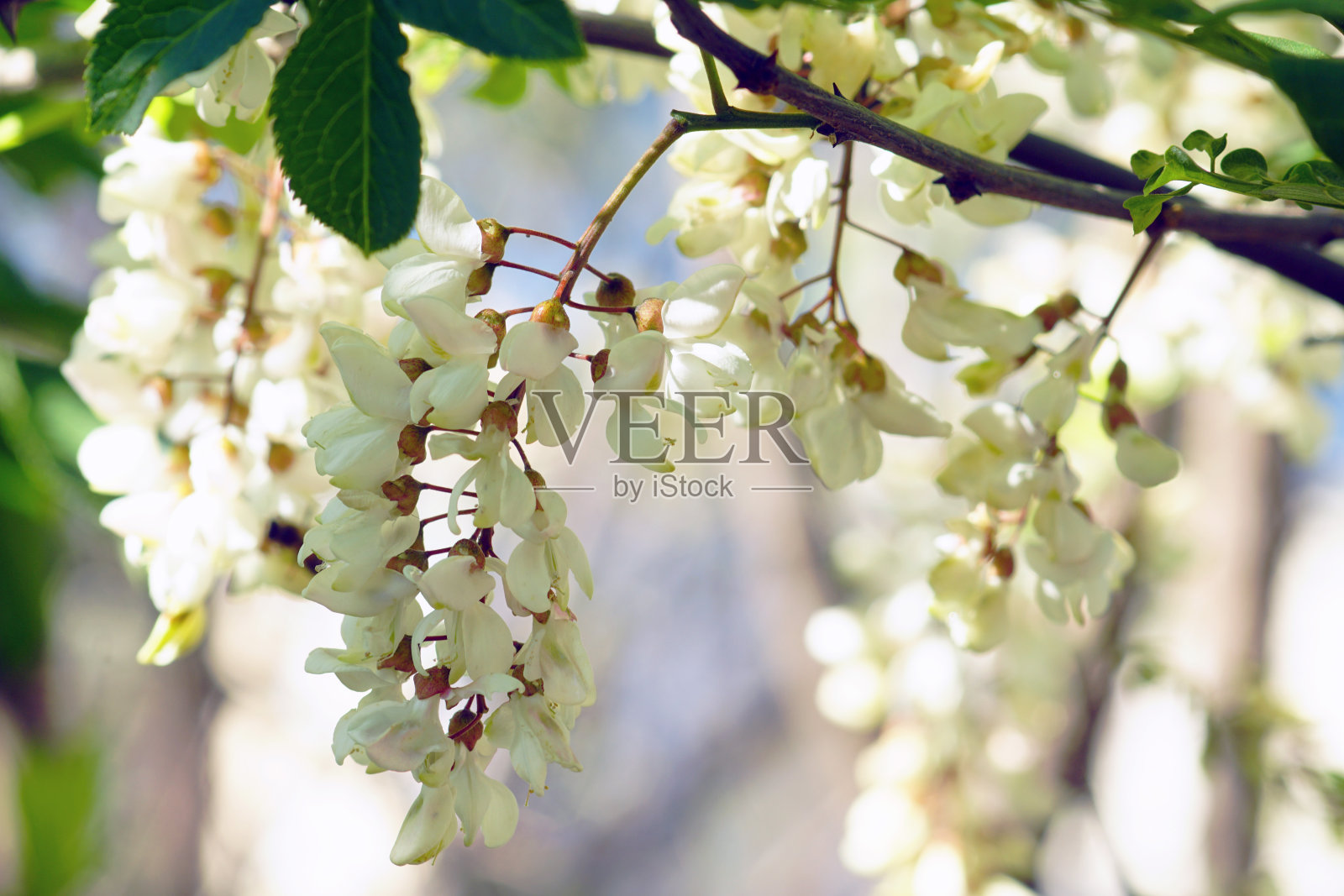 刺槐树枝上盛开的白花照片摄影图片