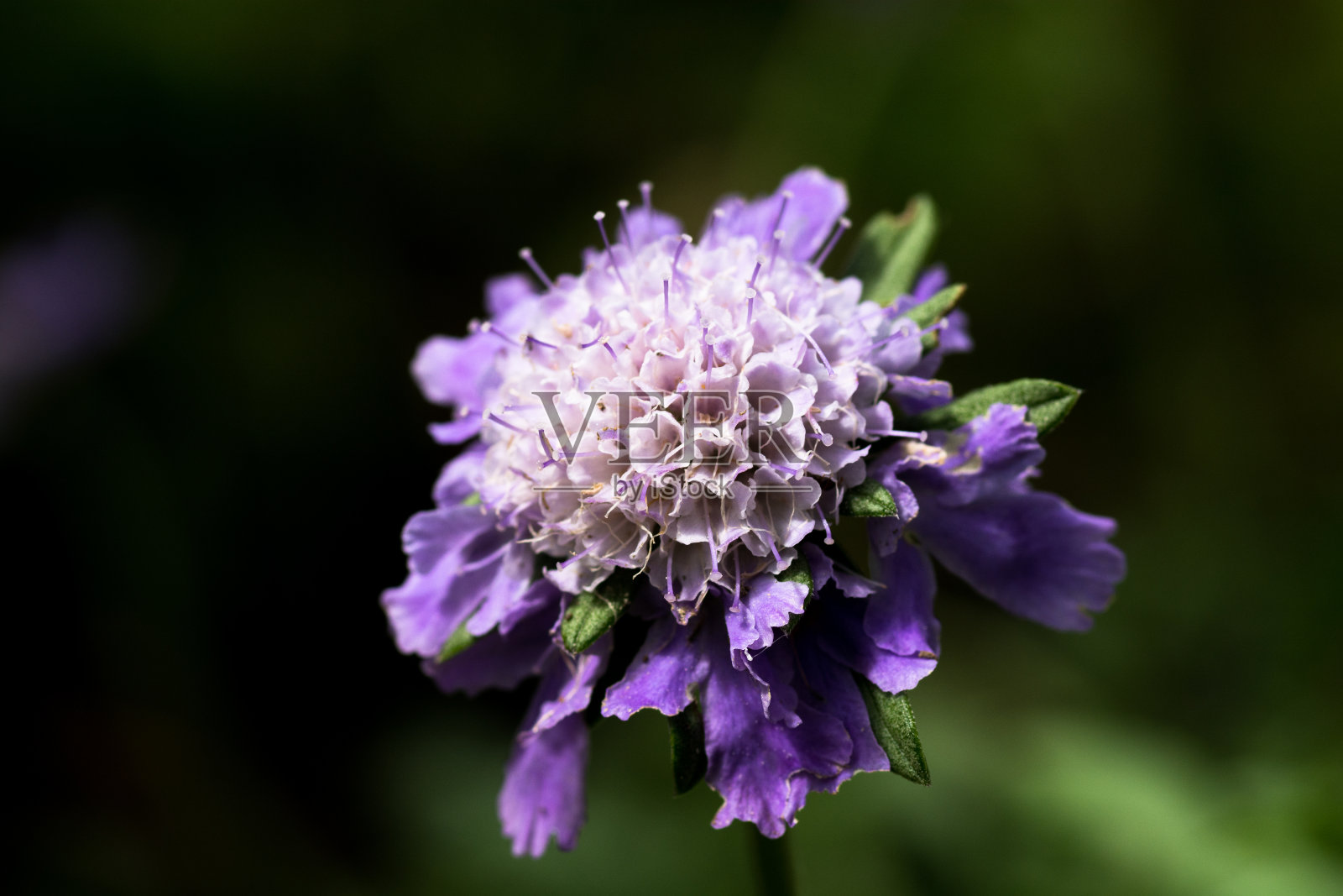 可爱的紫色花朵盛开在夏日的花园里照片摄影图片