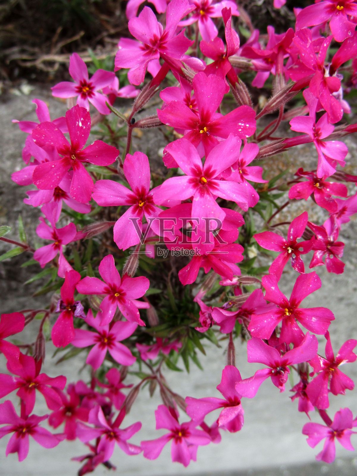 苔藓夹竹桃花的特写照片摄影图片